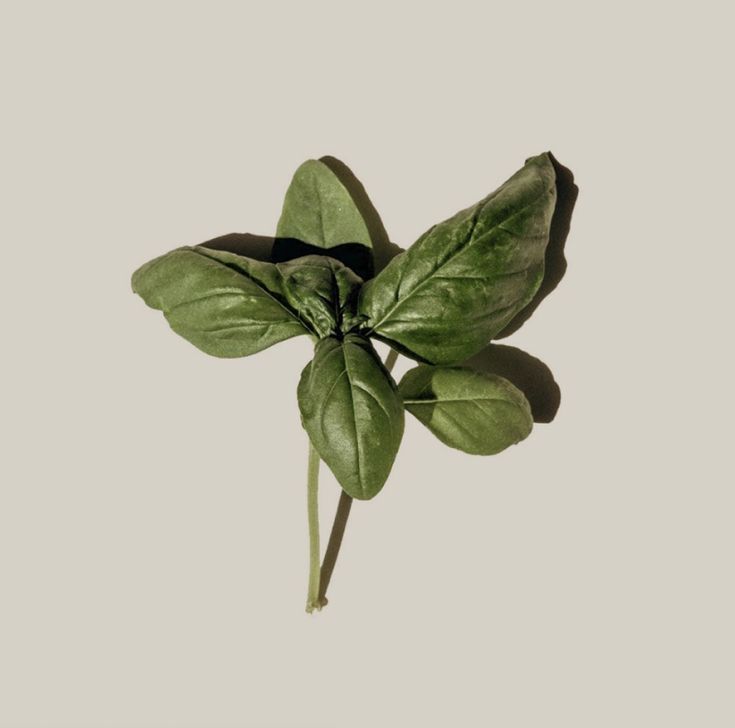 Olive Oil- The Garden Herb Collection